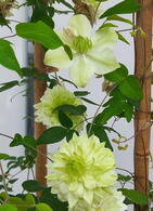 Clematis Florida Alba Plena