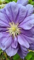 Clematis Franziska Maria, climber with large double purple flowers in spring to early summer