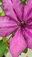 Clematis Giselle, Free-flowering Early Clematis Climber 