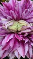 Clematis Josephine Evijohill Double Flowering Climber