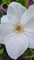 Clematis Juliane, free flowering and compact variety of deciduous clematis climber
