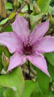 Clematis Manon Climber with Large Pink Flowers