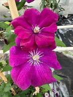 Clematis Patens Rouge Cardinal Climbing Plant