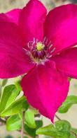 Clematis Tekla Large Red Flowering Climber for Sale Online