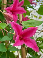 Clematis Texensis Princess Diana