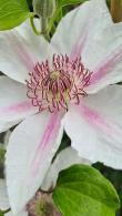 Clematis Tranquilité, attractive free flowering clematis suited to smaller gardens