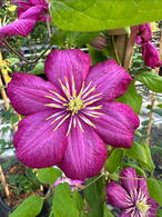 Clematis Ville de Lyon climbing plant with large pink flowers