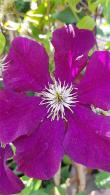 Purple Flowering Clematis Warszawska Nike