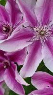 Clematis Yuan, Two-Tone Pink Flowering Climber