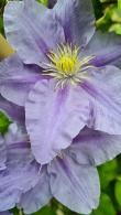 Clematis Zara
