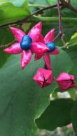 Clerodendrum Trichotomum flowers and berries in autumn. A fragrant flowering shrub to buy online UK