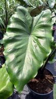 Colocasia Esculenta Black Stem Elephant’s Ear Tropical Perennial