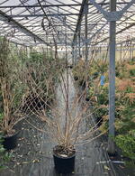 Comanthosphace Dependens in Winter