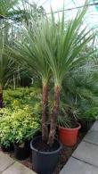 Cordyline Australis is Multistemmed and also known as New Zealand Cabbage Tree buy from Hardy Palm Specialist Nursery, London