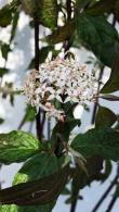 Cornus Alba Kesselringii White Dogwood Kesselringii for Sale