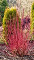 Cornus Alba Sibirica or Siberian Dogwood for Sale Online from our UK garden nursery.