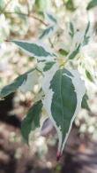 Cornus alternifolia Argentea or Silver Pagoda Dogwood Tree for sale online UK nationwide delivery