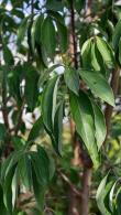 Cornus Capitata Himalayan Dogwood Evergreen Dogwood Tree