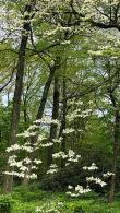 Cornus Eddie