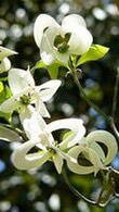 Cornus Florida Clear Moon.