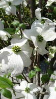 Cornus Florida White Cloud - Flowering Dogwoods, UK