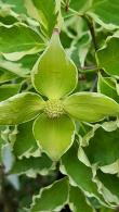 Cornus Kousa Samaritan Variegated Tree