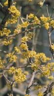 Cornus Mas Aurea - golden dogwood trees for sale from our UK garden centre, buy online UK and Ireland delivery.