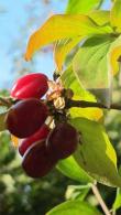 Cornus Mas Cornelian Cherry Dogwood Tree, buy online UK from our London plant centre, UK nationwide delivery