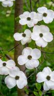 Cornus Nuttallii Monarch with pretty white and pink tinged bracts  in summer, buy online UK.