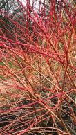 Cornus Sanguinea Annys Winter Orange showing winter coloured branches, ornamental shrubs for sale online UK delivery.