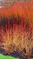 Cornus Sanguinea Magic Flame Dogwood