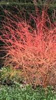 Cornus Sanguinea Winter Beauty Dogwood