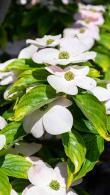 Cornus Rutgersensis Stellar Pink Dogwood Hybrid