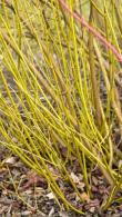 Cornus Stolonifera Flaviramea Golden-twig Dogwood buy online UK delivery, we also deliver to the Republic of Ireland.