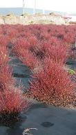 Cornus Stolonifera Kelseyi Dwarf Dogwood