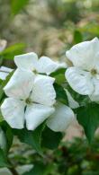 Cornus Venus dogwood produce spectacular white bracts in early summer, good sized specimens for sale online with UK delivery.