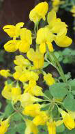 Coronilla Emerus is known as Scorpion Senna or Hippocrepis Emerus. Buy flowering shrubs online UK delivery.