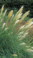 Cortaderia Selloana Rosea Pink Pampas Grass Ornamental Grass for sale online UK delivery.