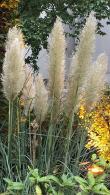 Cortaderia Selloana Evita or Pampas Grass Evita a beautiful compact pampas grass, perfect for smaller gardens, buy online UK delivery.