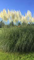 Cortaderia Selloana Pampas grass growing in an English garden