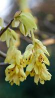 Corylopsis Pauciflora is also known as Buttercup Witch Hazel and Winter Hazel. Buy online UK delivery.