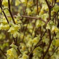corylopsis-pauciflora-deciduous-shrub-yellow-flowers