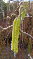 Corylus Avellana Contorta. Corkscrew Hazel Tree with catkins, trees for sale online UK delivery.
