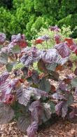Corylus Avellana Red Majestic Hazel trees, beautiful coloured foliage, nut trees for sale from our London plant centre, UK delivery.