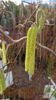Corylus Avellana Contorta, commonly known as the Contorted Hazel or Harry Lauder