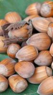 Corylus Webbs Prize Cob - hazelnut trees and cob nut trees for sale online with UK and Ireland delivery.