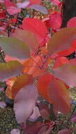 Cotinus Grace or Smoke Bush - Paramount Plants and Gardens.