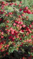 Cotoneaster dammeri Streibs Findling - low growing Cotoneaster
