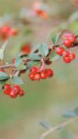Cotoneaster Franchetii or Franchets Cotoneaster