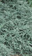 Cotoneaster Glaucophyllus